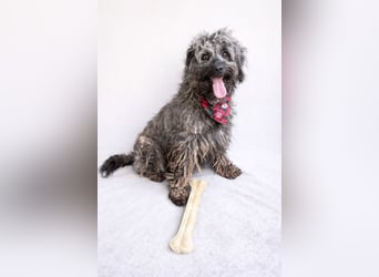 Ella - Sensible Hündin sucht einfühlsames Zuhause