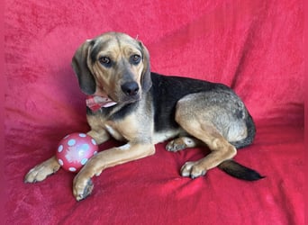 Rowan - Hübscher Hundebub sucht seine Familie!