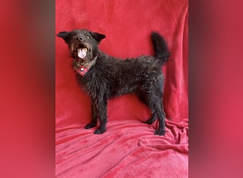 Birs - Fröhlicher Kuschelhund, der seine zweite Chance so sehr verdient hat!