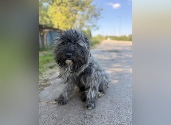 Ella - Sensible Hündin sucht einfühlsames Zuhause