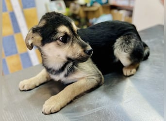 Venus - junge Mischlingshündin sucht liebevolles Zuhause