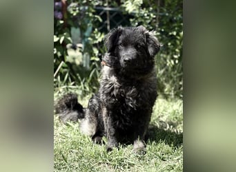 Pepper (Poppea) Sanfte junge Hündin sucht geduldige Menschen mit Herz