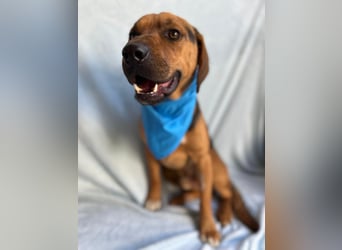 Ash - Sensibler Hundejunge sucht verständnisvolles Zuhause!
