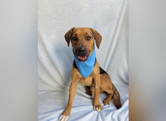 Ash - Sensibler Hundejunge sucht verständnisvolles Zuhause!
