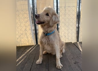 Alfi - Goldiger Rüde sucht sein Für-immer-Zuhause