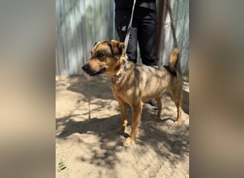 Prometeusz Sensibler Hund sucht Menschen mit Geduld und Herz
