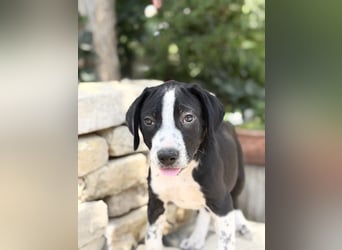 Onyx Fröhlicher kleiner Welpe sucht sein Für-Immer-Zuhause!