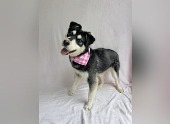 Timur (Trappista) - Menschenbezogener Wirbelwind sucht sein Zuhause