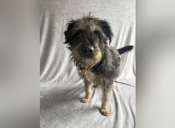 Benji- Freundlicher, ruhiger Rüde - rundum verträglich