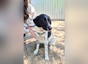 Gustav (Gaston) Aktiver Herzenshund sucht seine Menschen fürs Leben!