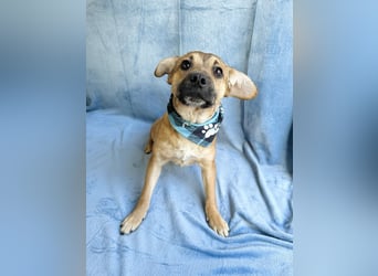 Jeremy - Lebensfroher Sonnenschein auf vier Pfoten sucht sein Zuhause