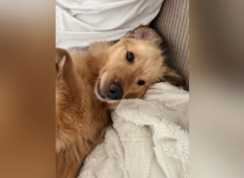 Chopper - selbstbewusster Goldie-Mix sucht seine Familie *in 86685 Huisheim*