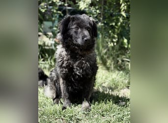 Pepper (Poppea) Sanfte junge Hündin sucht geduldige Menschen mit Herz