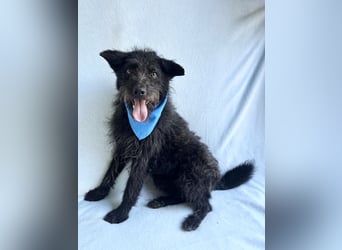 Birs - Fröhlicher Kuschelhund, der seine zweite Chance so sehr verdient hat!