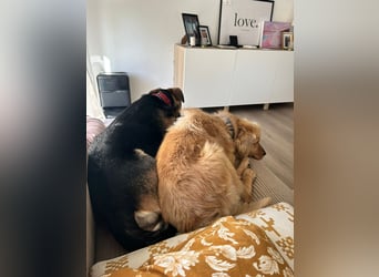 Chopper - selbstbewusster Goldie-Mix sucht seine Familie *in 86685 Huisheim*