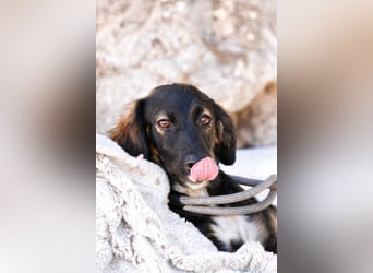 Hazel - Sanftes Welpenmädchen sucht ihr Für-immer-Zuhause