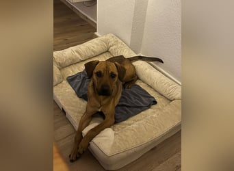 Richard-verschmuster Rüde sucht sein Zuhause