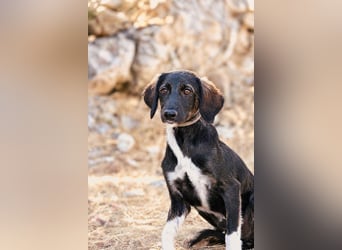 Hazel - Sanftes Welpenmädchen sucht ihr Für-immer-Zuhause