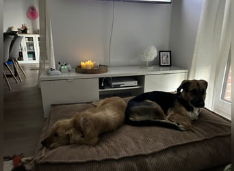 Chopper - selbstbewusster Goldie-Mix sucht seine Familie *in 86685 Huisheim*