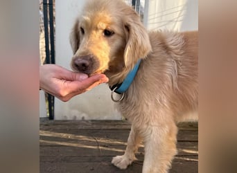 Alfi - Goldiger Rüde sucht sein Für-immer-Zuhause