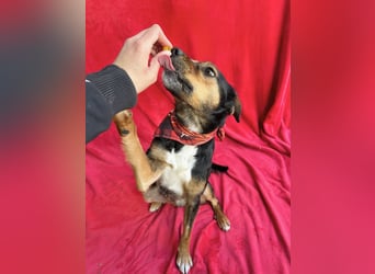 Gareth - Treuer Herzenshund sucht sein Für-immer-Zuhause *bald in 71711 Murr*