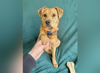 Frisco - Verschmuster Herzenshund sucht sein Glück