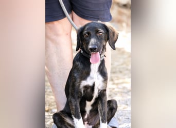 Hazel - Sanftes Welpenmädchen sucht ihr Für-immer-Zuhause