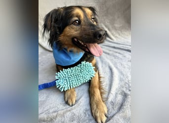 Zapote - Großer Schmusebär auf der Suche nach seinem Happy EndGroßer Schmusebär auf der Suche nach s