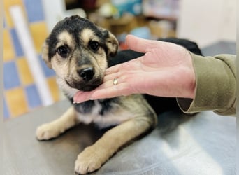 Venus - junge Mischlingshündin sucht liebevolles Zuhause