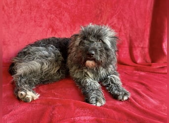 Cody - Sensibler Rüde sucht einfühlsames Zuhause  *bald in 71711 Murr*