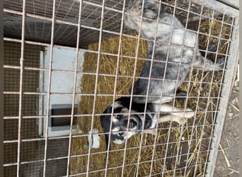 Venus - junge Mischlingshündin sucht liebevolles Zuhause