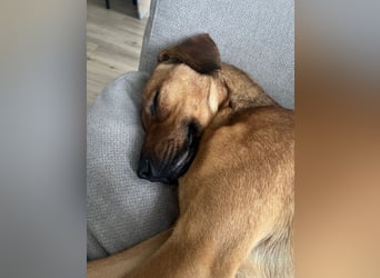 Richard-verschmuster Rüde sucht sein Zuhause