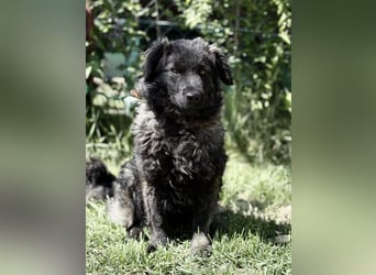 Pepper (Poppea) Sanfte junge Hündin sucht geduldige Menschen mit Herz