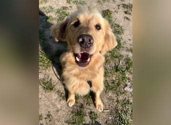 Chopper - selbstbewusster Goldie-Mix sucht seine Familie *in 86685 Huisheim*