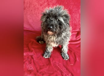 Cody - Sensibler Rüde sucht einfühlsames Zuhause  *bald in 71711 Murr*