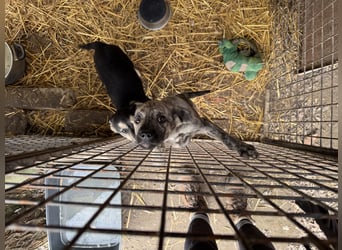 Villi - Junger Mischlingsrüde sucht seine Familie