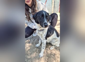 Gustav (Gaston) Aktiver Herzenshund sucht seine Menschen fürs Leben!
