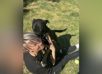 Lara Treue Seele sucht ihr endgültiges Zuhause