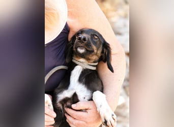 Hazel - Sanftes Welpenmädchen sucht ihr Für-immer-Zuhause