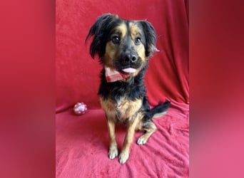Zapote - Großer Schmusebär auf der Suche nach seinem Happy EndGroßer Schmusebär auf der Suche nach s