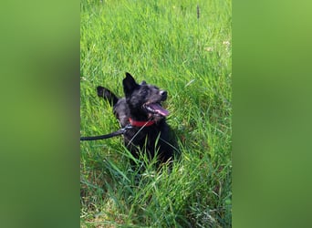 Stella - Liebevolle Hündin möchte endlich ankommen