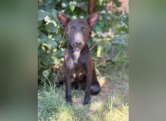 Laska Fröhlicher kleiner Entdecker sucht seine Familie!