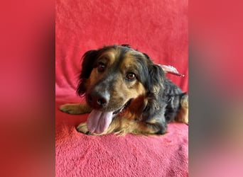 Zapote - Großer Schmusebär auf der Suche nach seinem Happy EndGroßer Schmusebär auf der Suche nach s