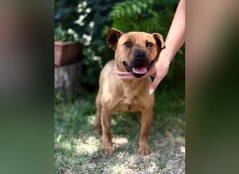 Bandi - Fröhlicher Herzenshund sucht sein Für-immer-Zuhause