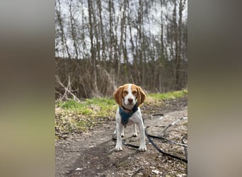 Pippa - Kleine Beagle-Mix Hündin sucht ein Zuhause