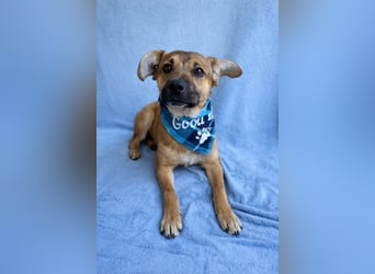 Jeremy - Lebensfroher Sonnenschein auf vier Pfoten sucht sein Zuhause