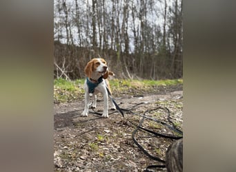 Pippa - Kleine Beagle-Mix Hündin sucht ein Zuhause
