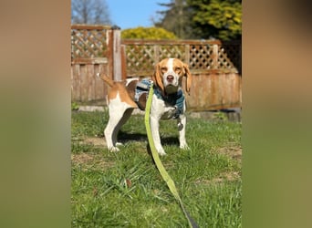 Pippa - Kleine Beagle-Mix Hündin sucht ein Zuhause