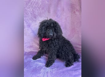 Valerie - Bezaubernde kleine Seele auf der Suche nach Geborgenheit!