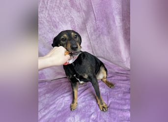 Kurby - Lebensfroher Rüde sucht aktive Menschen!